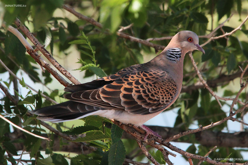 streptopelia_01.jpg