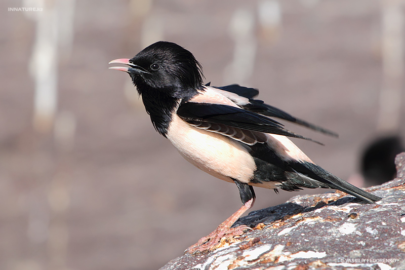 sturnus-roseus_01.jpg