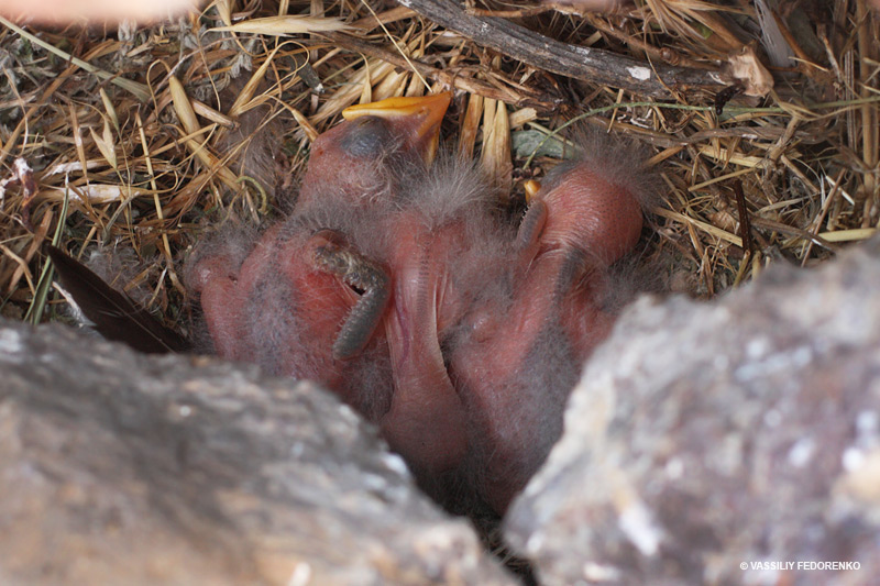 sturnus-roseus_01_1.jpg