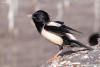 sturnus-roseus_01_t1.jpg