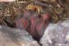 sturnus-roseus_01_t1_1.jpg