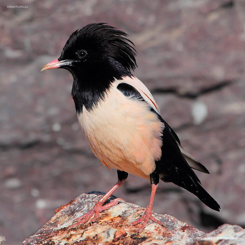 sturnus-roseus_02.jpg