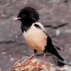 sturnus-roseus_02_t1.jpg