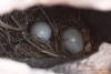 sturnus-roseus_03_t1_1.jpg