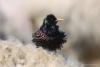 sturnus-vulgaris_01_t1_1.jpg