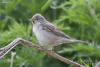 sylvia-communis_01_t1.jpg