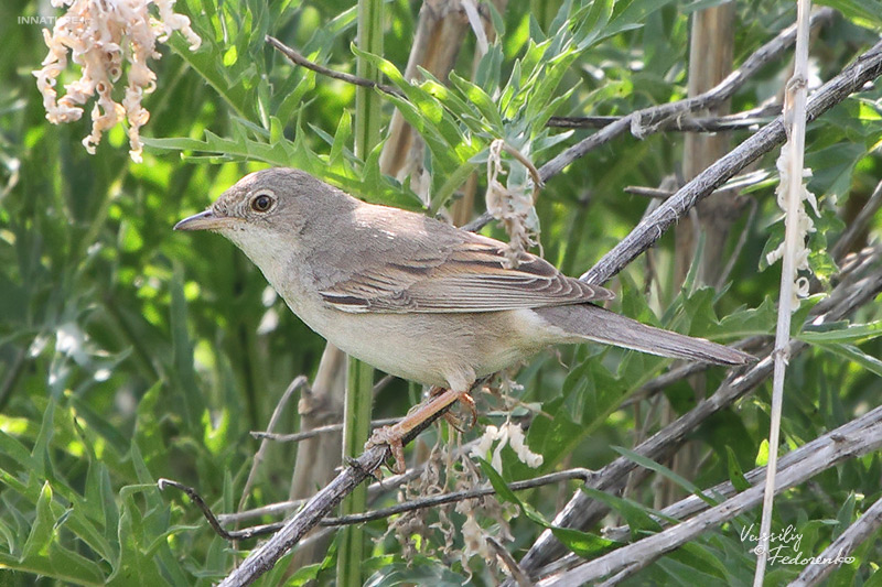 sylvia-communis_02.jpg
