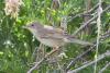sylvia-communis_02_t1.jpg