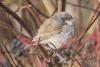 sylvia-curruca_01_t1.jpg