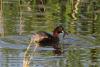 tachybaptus-ruficollis_01_t1.jpg