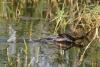 tachybaptus-ruficollis_02_t1.jpg