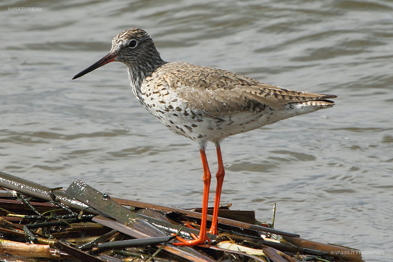 tringa-totanus_02.jpg