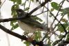 turdus-atrogularis_01_t1.jpg