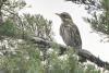 turdus-iliacus_02_t1.jpg