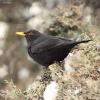 turdus-merula_01_t1.jpg