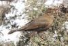 turdus-merula_02_t1.jpg