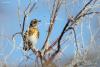 turdus-pilaris_01_t1.jpg