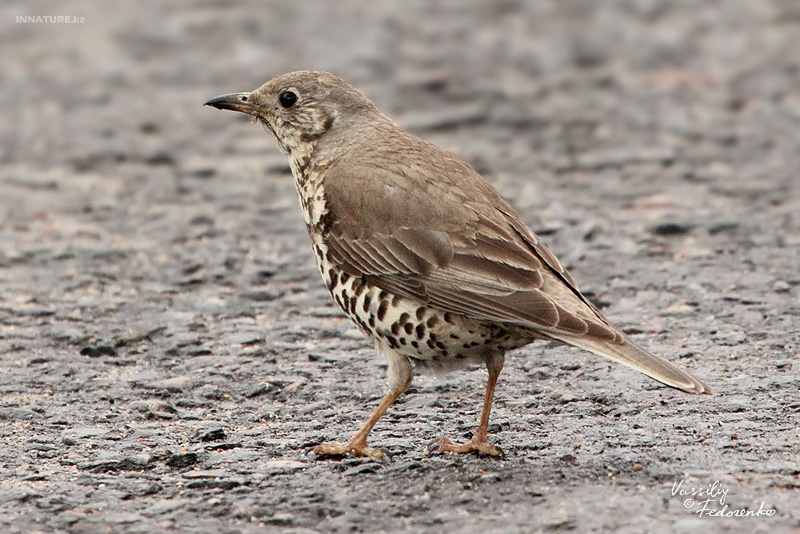 turdus-viscivoris_01.jpg
