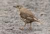 turdus-viscivoris_01_t1.jpg