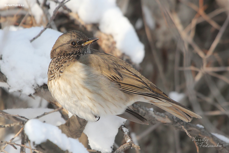 turdus_atrogularis_01.jpg
