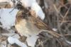 turdus_atrogularis_01_t1.jpg