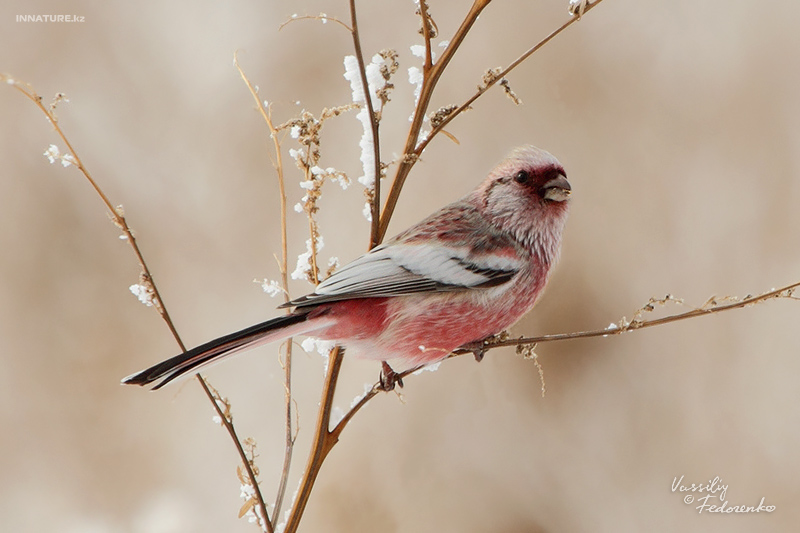 uragus-sibiricus_01_1.jpg