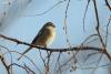uragus-sibiricus_01_t1.jpg