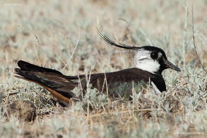vanellus-vanellus_01_1.jpg