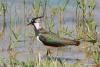 vanellus-vanellus_01_t1.jpg