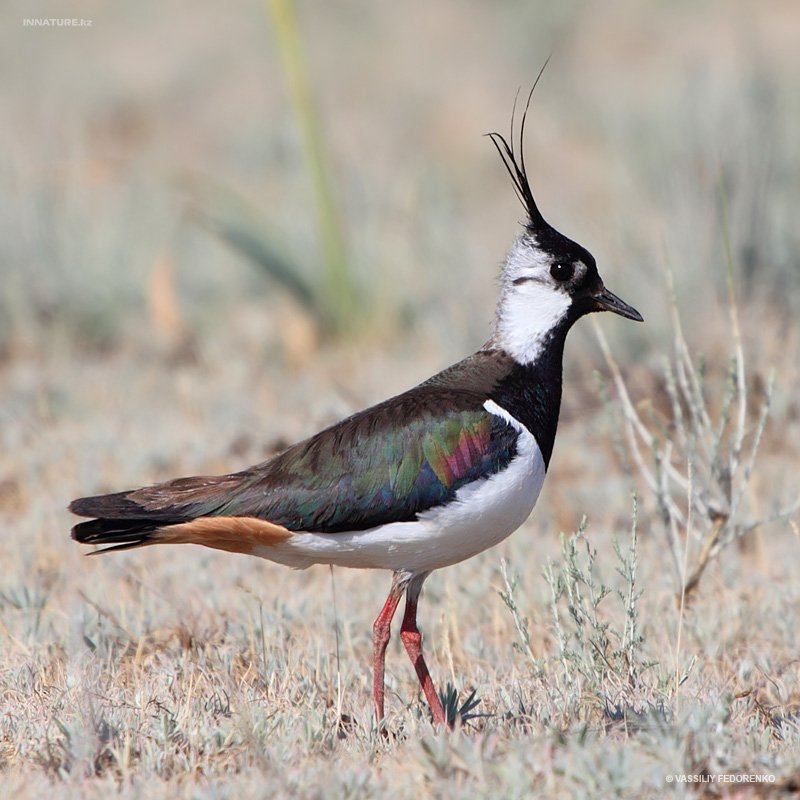 vanellus-vanellus_02.jpg