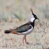 vanellus-vanellus_02_t1.jpg