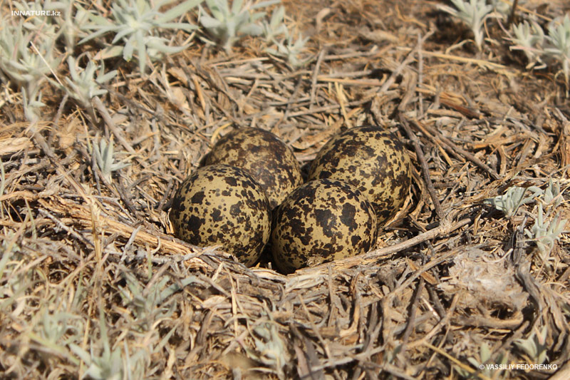 vanellus-vanellus_05.jpg