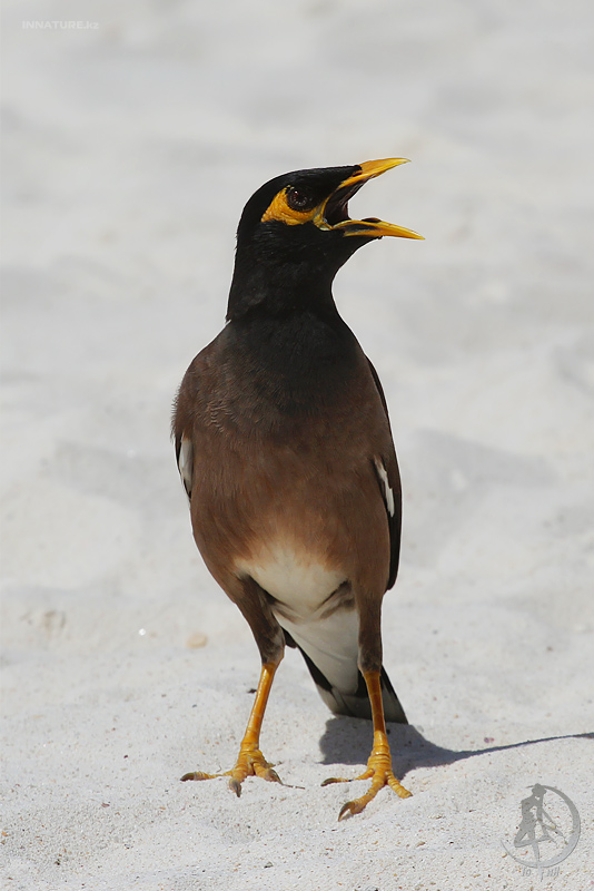 acridotheres-tristis_01.jpg