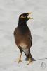 acridotheres-tristis_01_t1.jpg