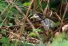 amaurornis-phoenicurus_01_t1.jpg
