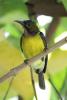anthreptes-malacensis_01_t1.jpg