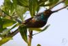 anthreptes-malacensis_02_t1.jpg