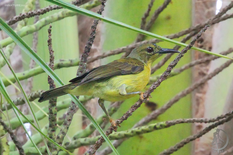 anthreptes-malacensis_03.jpg