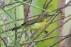 anthreptes-malacensis_03_t1.jpg