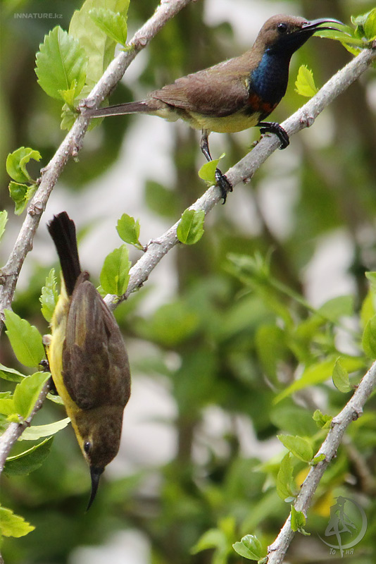anthreptes-malacensis_05.jpg