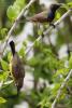 anthreptes-malacensis_05_t1.jpg