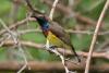 anthreptes-malacensis_06_t1.jpg