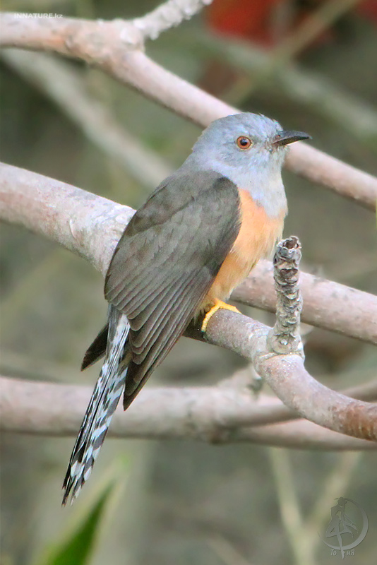 cacomantis-merulinus_02.jpg