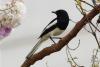 copsychus-saularis_01_t1.jpg