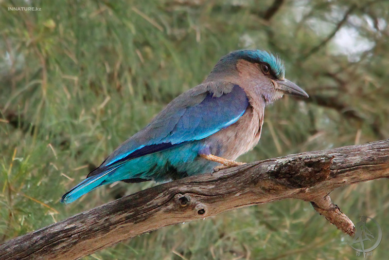coracias-benghalensis_01.jpg