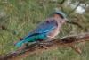 coracias-benghalensis_01_t1.jpg