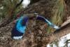 coracias-benghalensis_03_t1.jpg