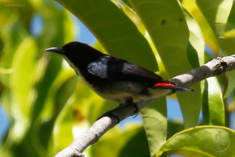 dicaeum-cruentatum_02.jpg