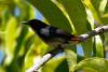 dicaeum-cruentatum_02_t1.jpg