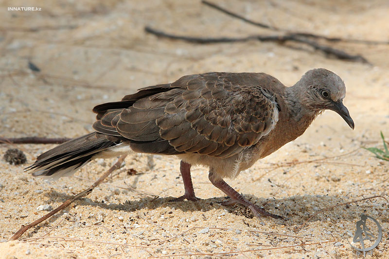 geopelia-sp_01.jpg